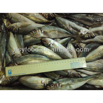 Whole Round Scad Fish Price